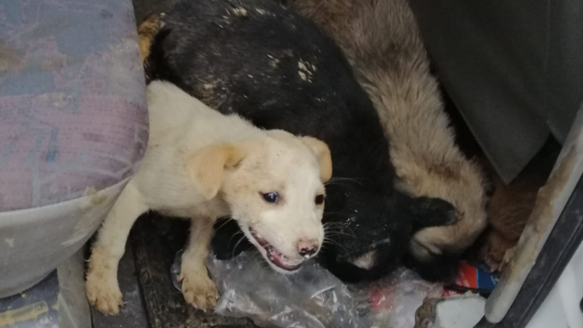 Yol çalışmasında göçük altında kalan yavru köpekler kurtarıldı